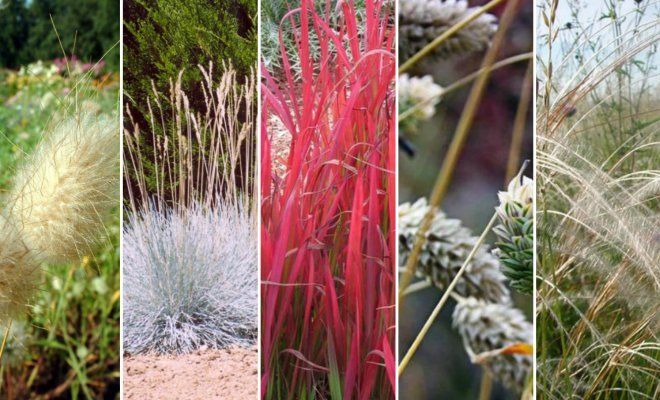 Декоративные злаки и травы в ландшафтном дизайне - правила сочетания и посева!